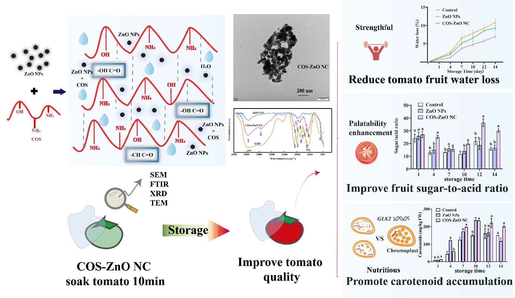 Enhancing post-harvest quality of tomato fruits with chitosan oligosaccharide-zinc oxide nanocomposites A study on biocompatibility, quality improvement, and carotenoid enhancement.jpg 上海腾拔质构仪助力浙江大学在Food Chemistry发表关于番茄的期刊论文