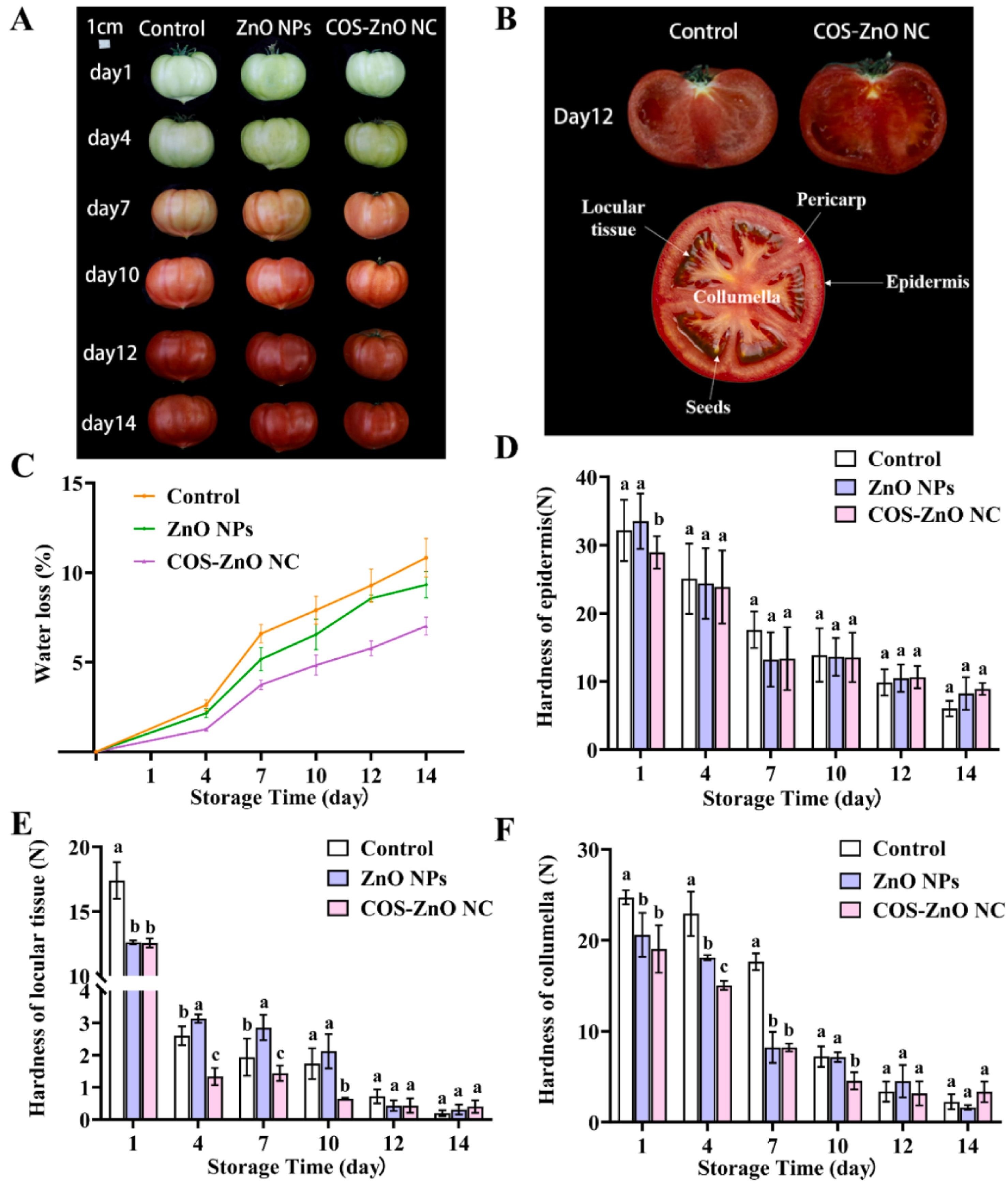 1-s2.0-S0308814624013359-gr3_lrg.jpg 上海腾拔质构仪助力浙江大学在Food Chemistry发表关于番茄的期刊论文